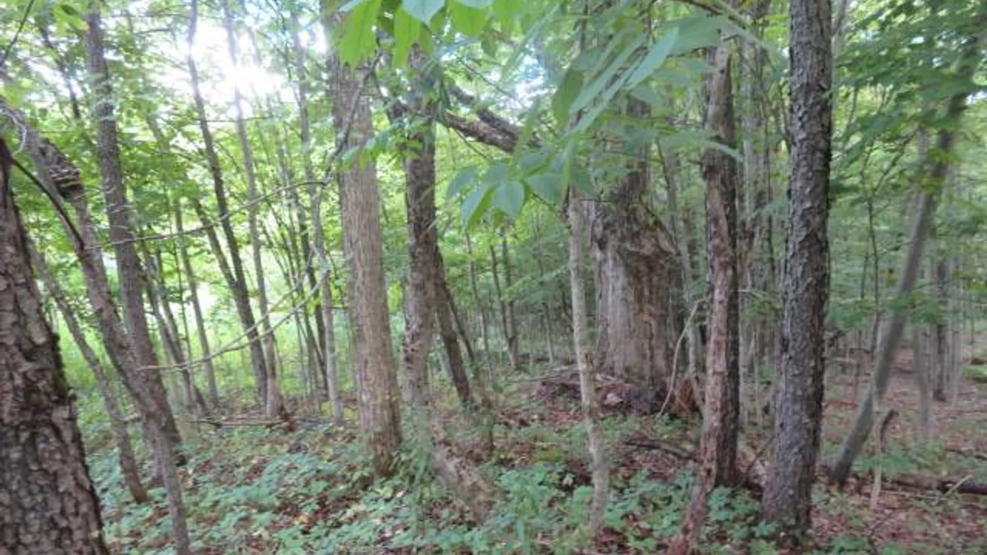 Property at 19 Goose Point Rd, Camden, NY 13316 4