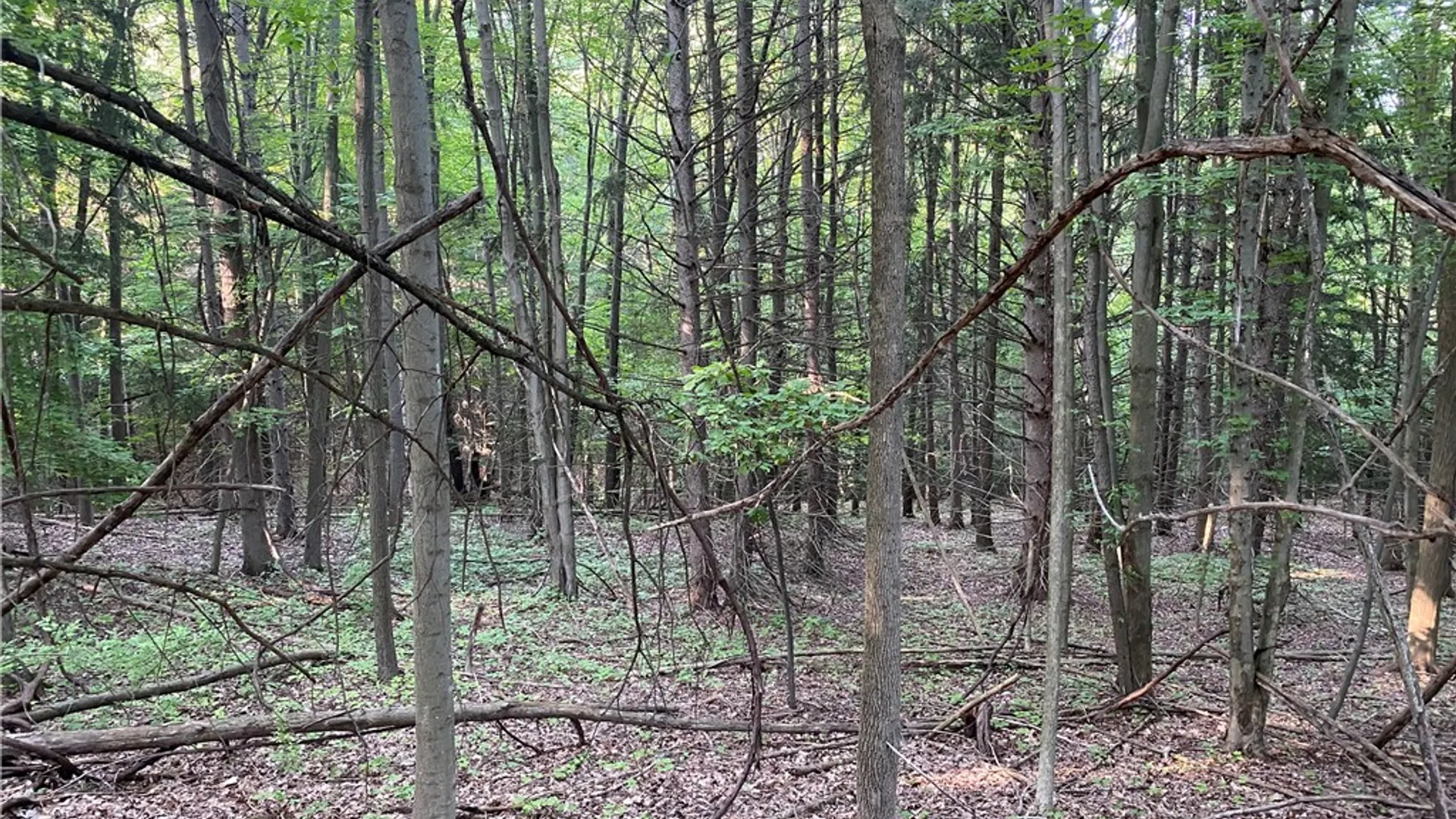 Property at 0 Longview Drive, South Bristol, NY 14512 7