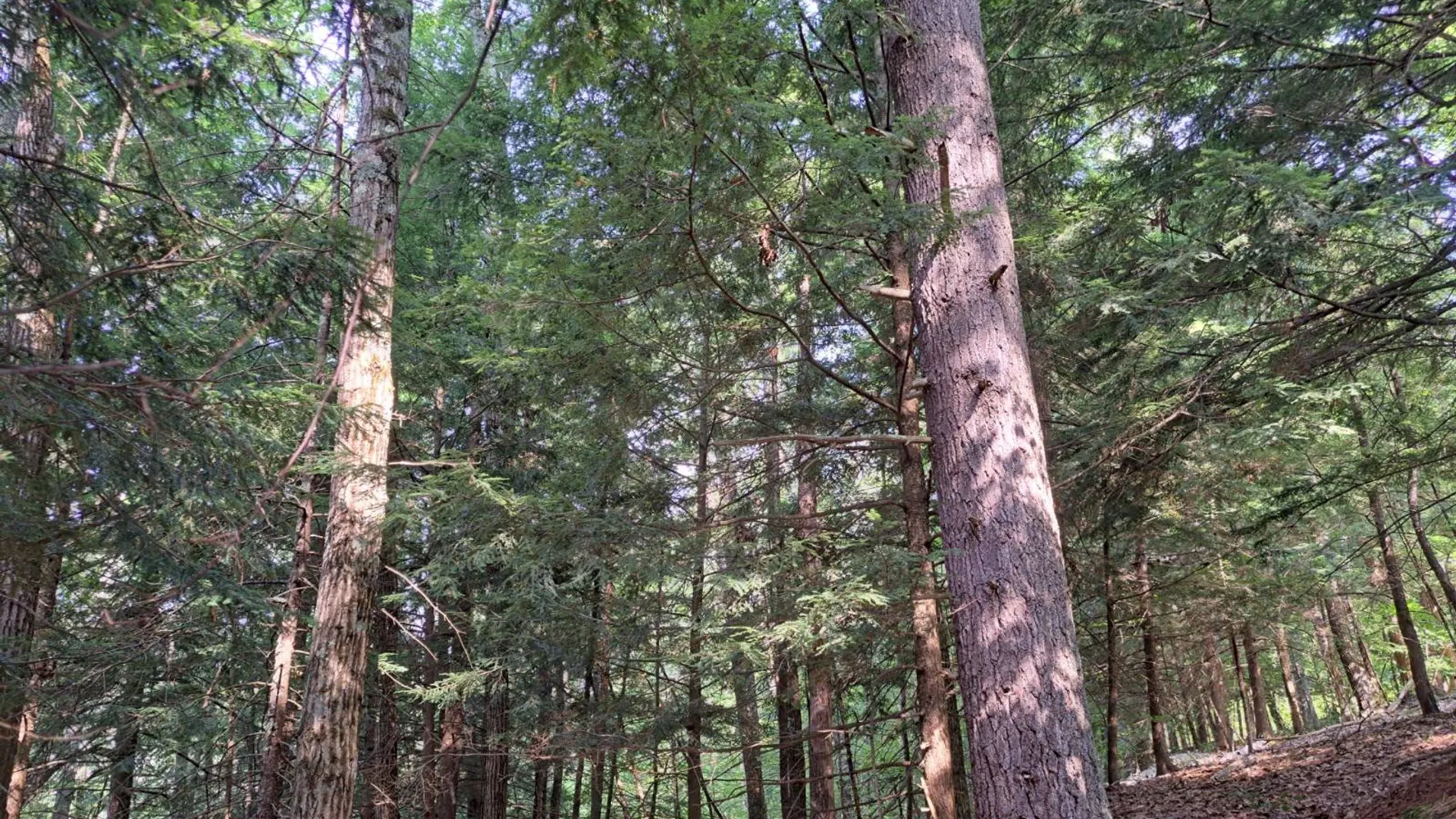 Property at L 15.1 State Route 28, Warrensburg, NY 12885 12