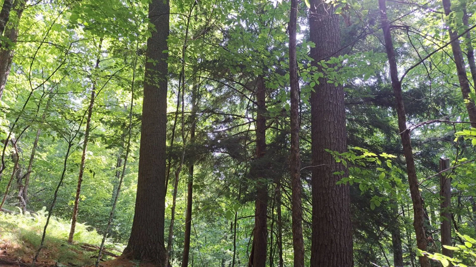 Property at L 15.1 State Route 28, Warrensburg, NY 12885 15