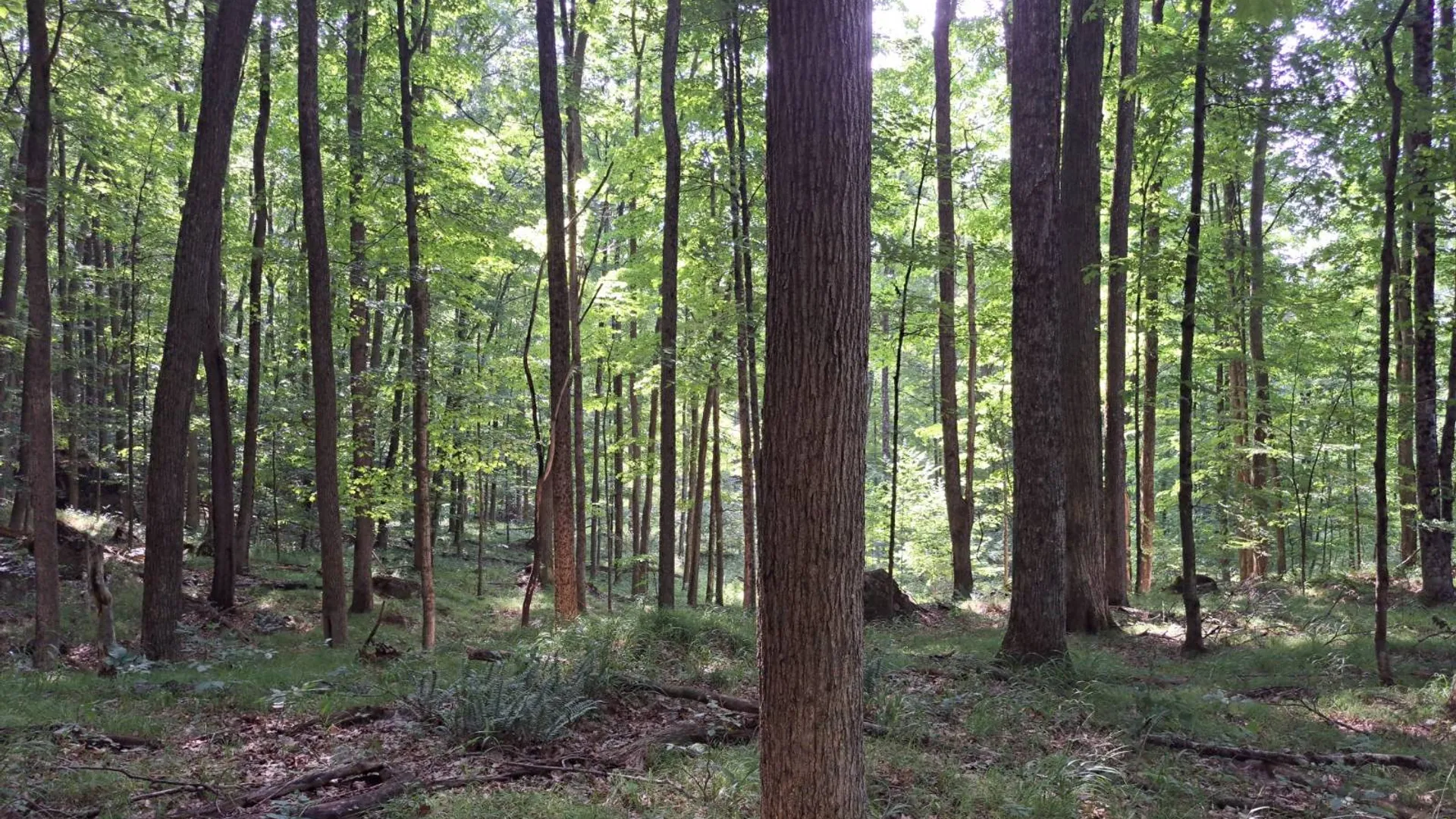 Property at L 15.1 State Route 28, Warrensburg, NY 12885 29