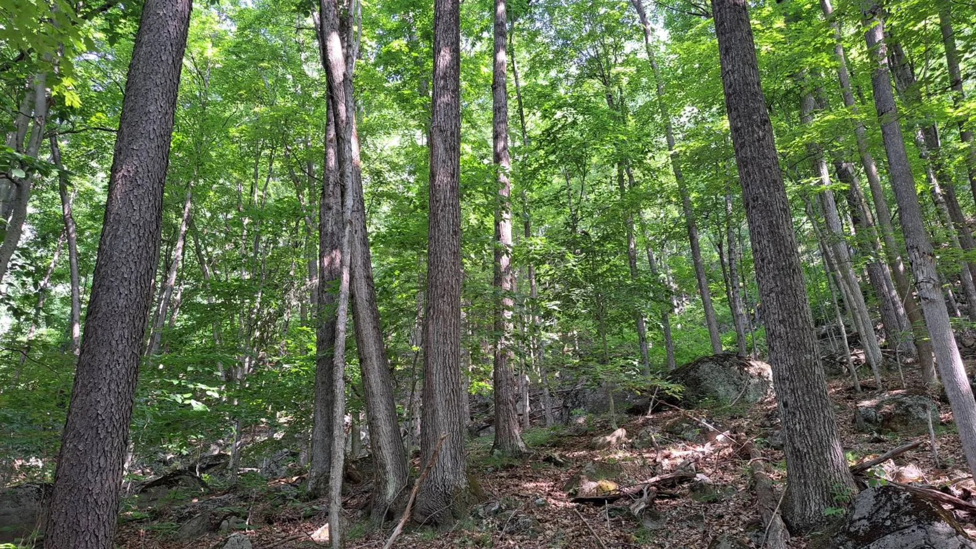 Property at L 15.1 State Route 28, Warrensburg, NY 12885 34