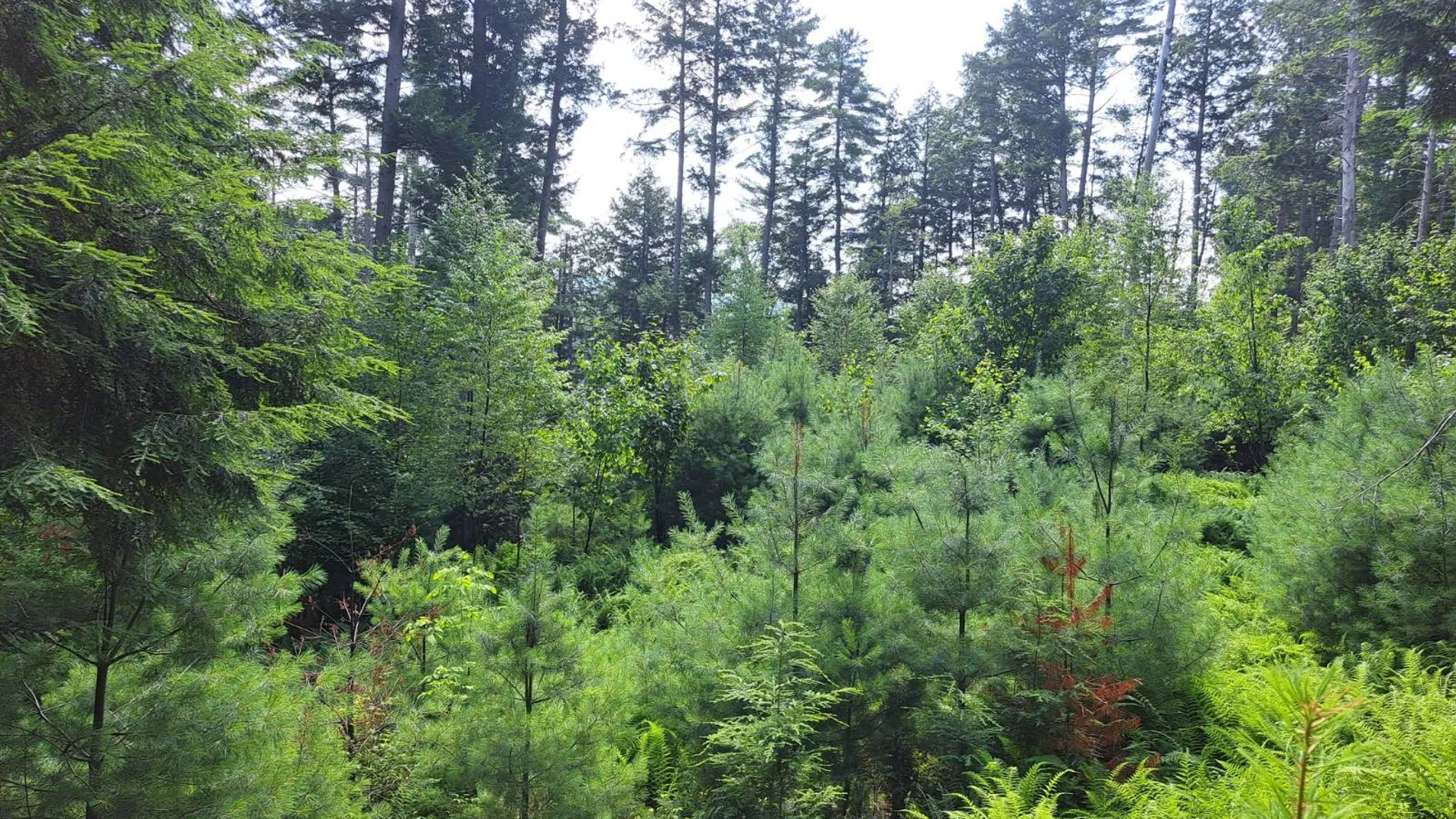 Property at L 15.1 State Route 28, Warrensburg, NY 12885 35