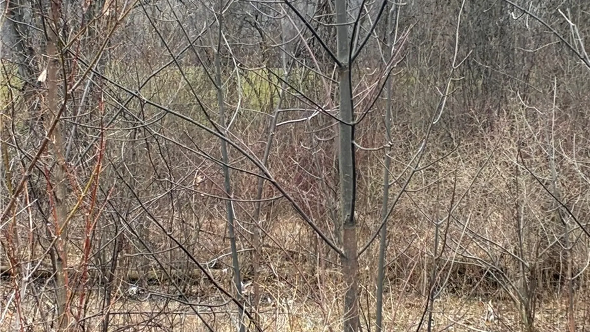 Property at Ridge Road, Lewiston, NY 14092 19