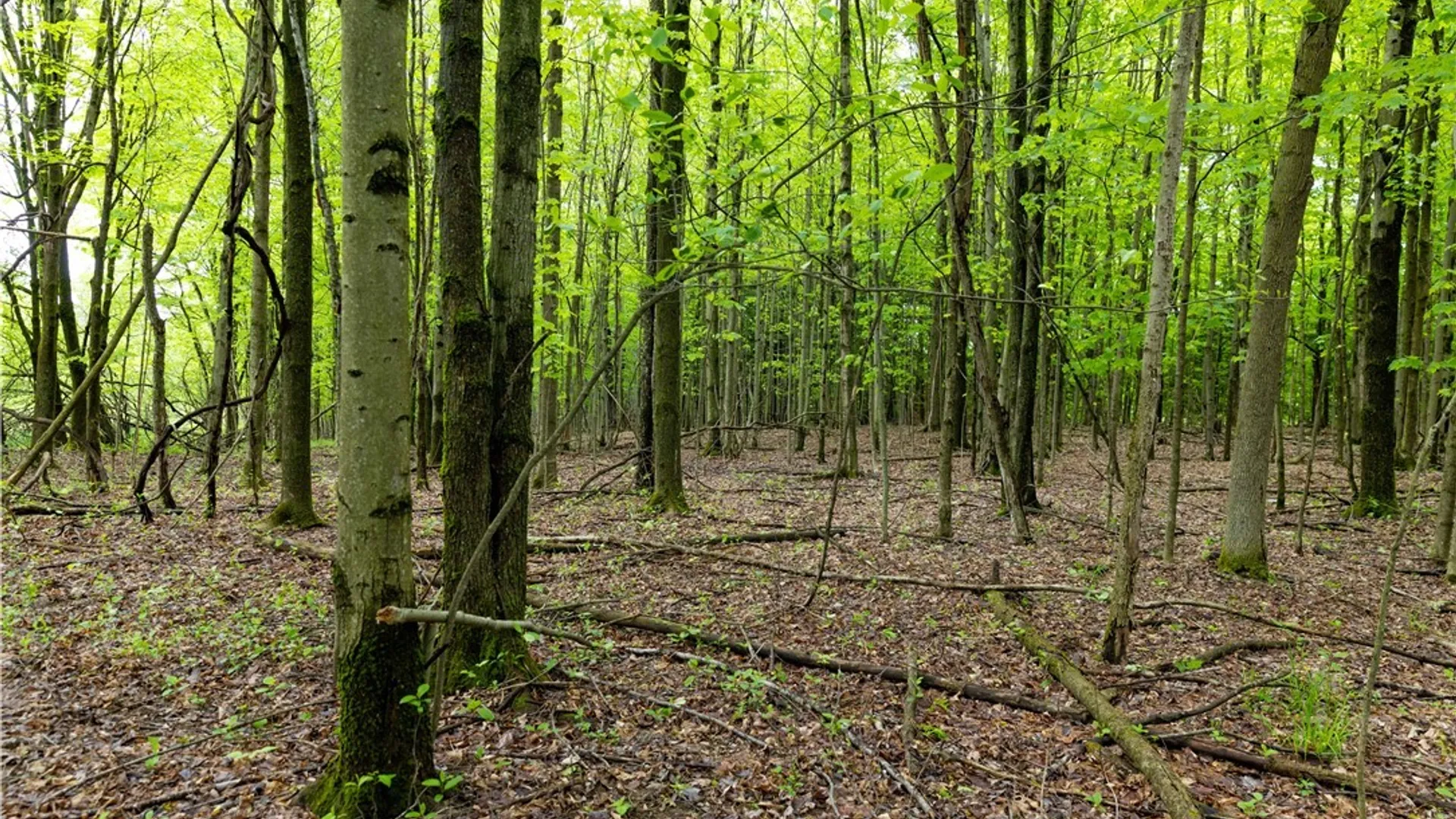 Property at 58 Cascade Drive, New Hartford, NY 13413 6