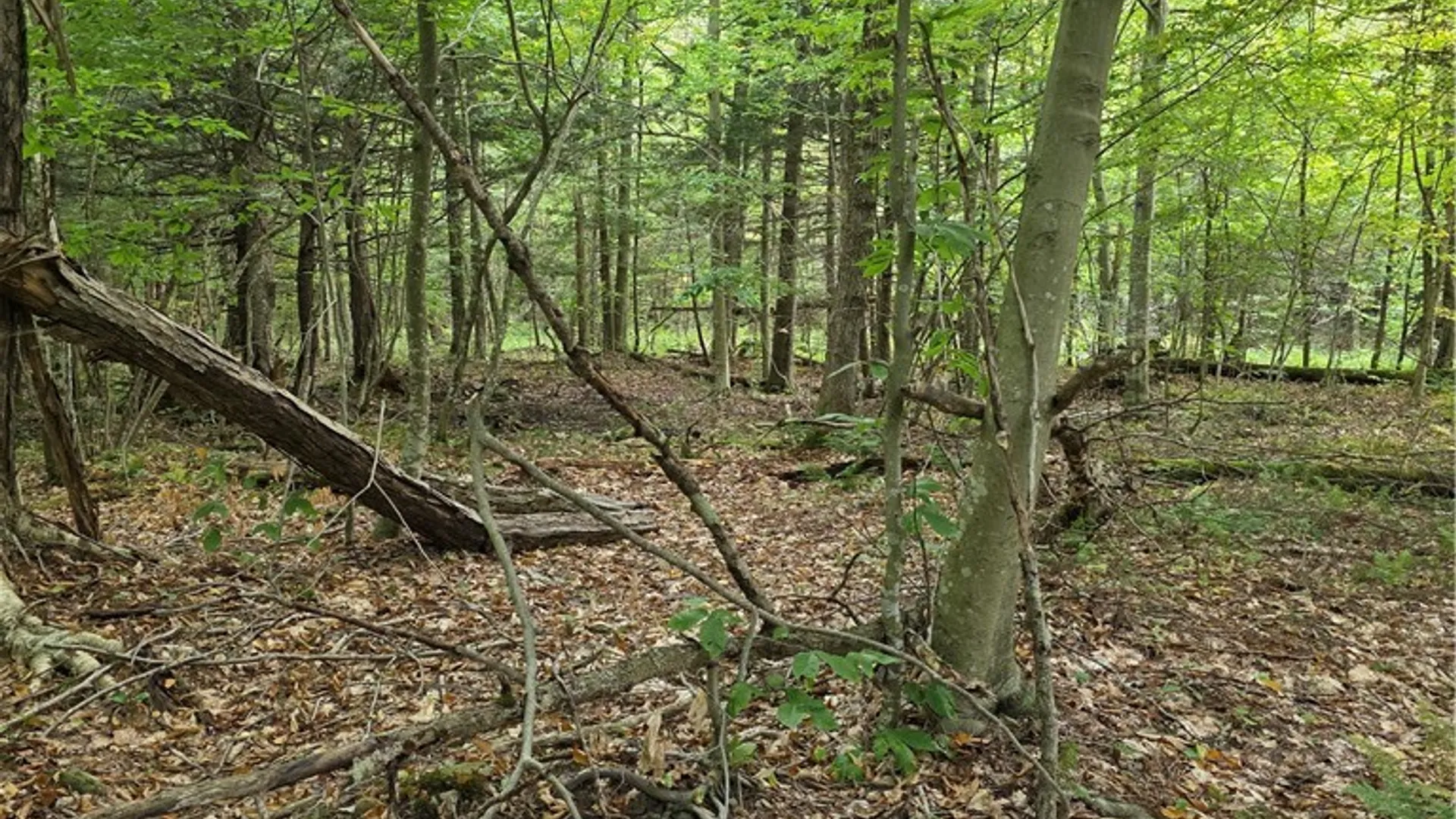 Property at Woodland Drive, Albion, NY 13302 10