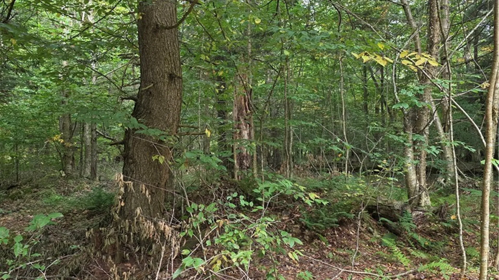 Property at Woodland Drive, Albion, NY 13302 4