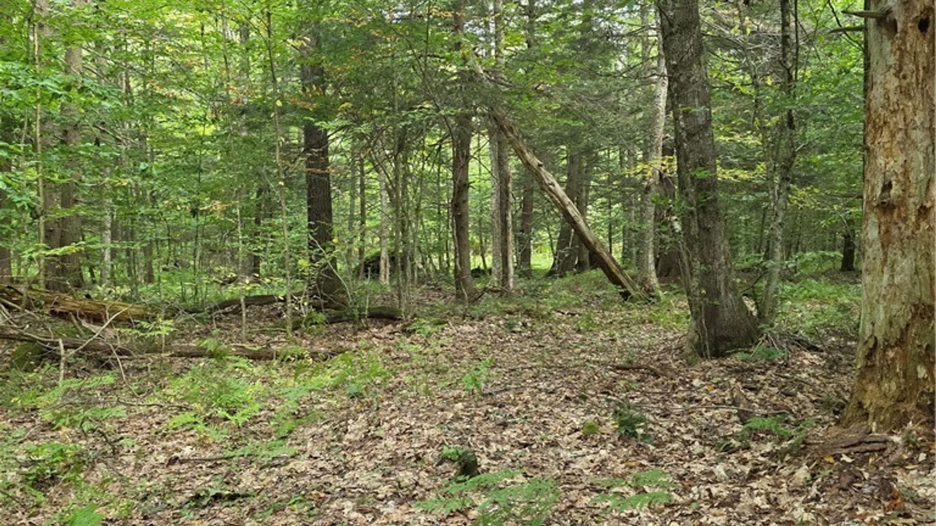 Property at Woodland Drive, Albion, NY 13302 5