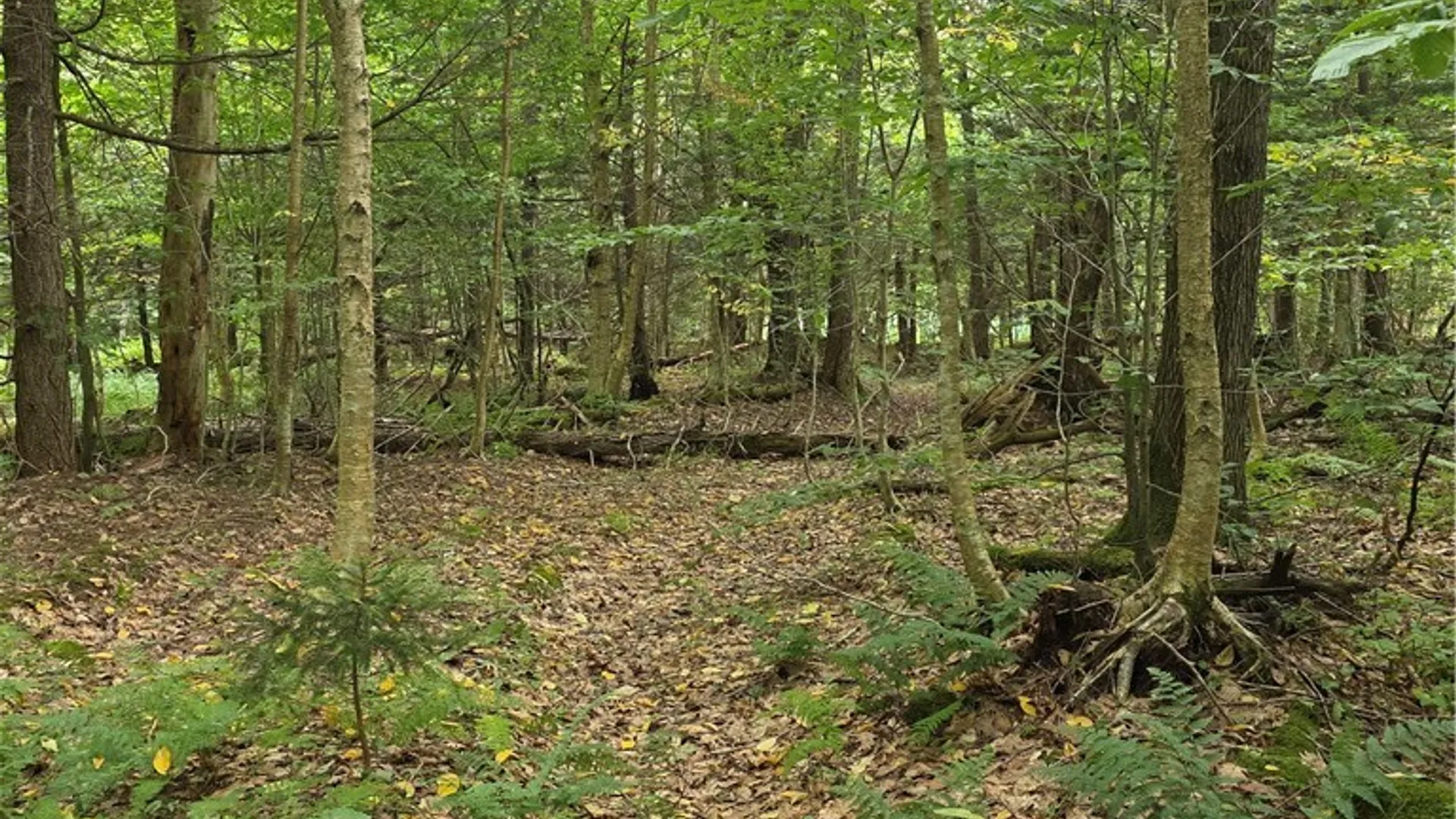 Property at Woodland Drive, Albion, NY 13302 6