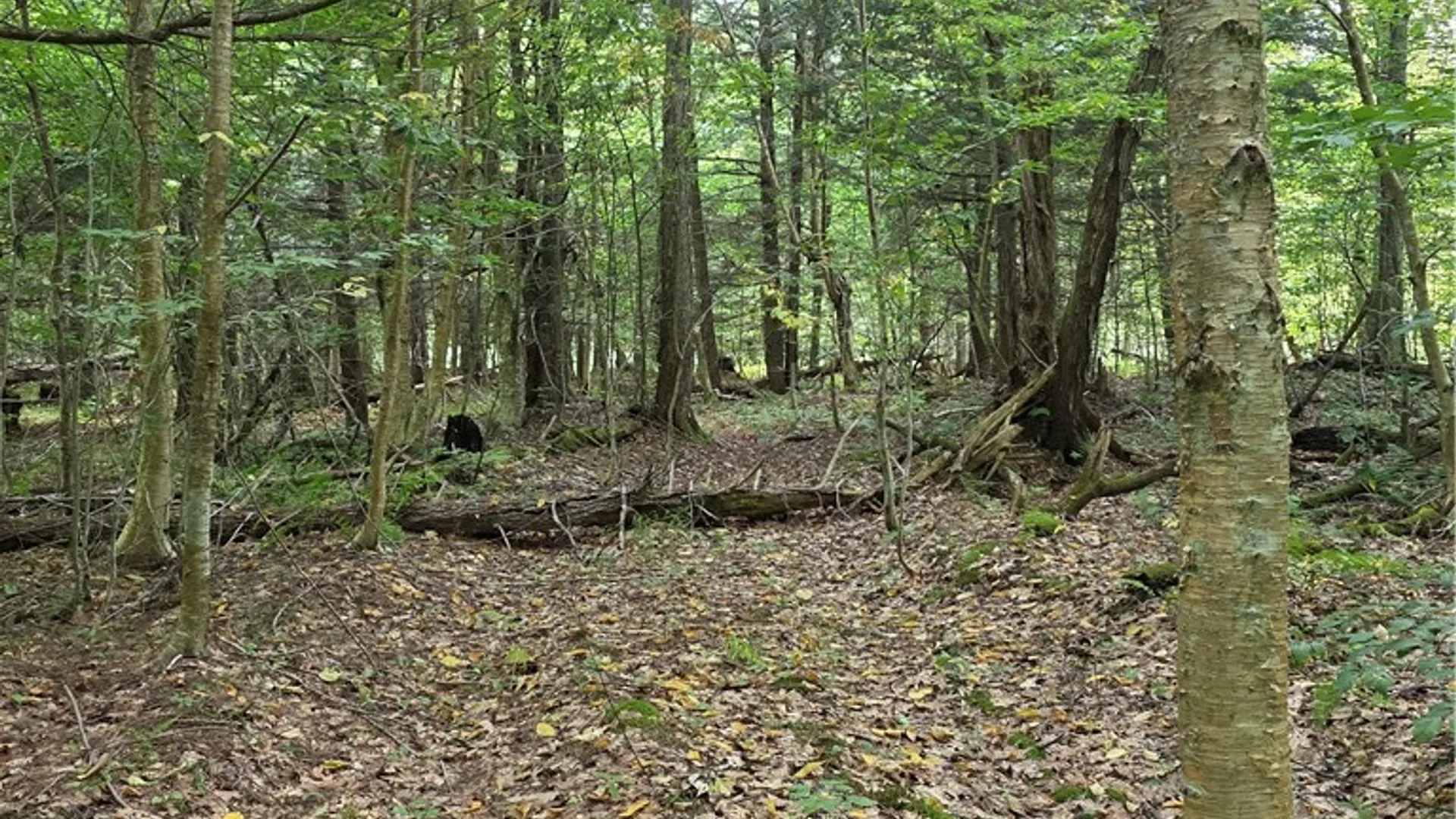 Property at Woodland Drive, Albion, NY 13302 7