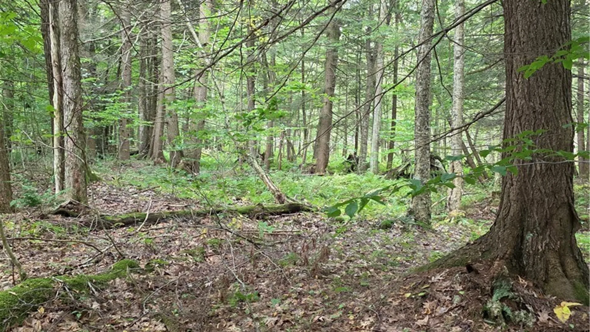 Property at Woodland Drive, Albion, NY 13302 8