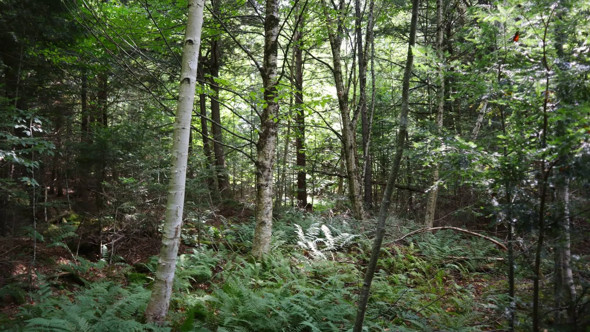 Property at 869 High St, Athol, NY 12810 58