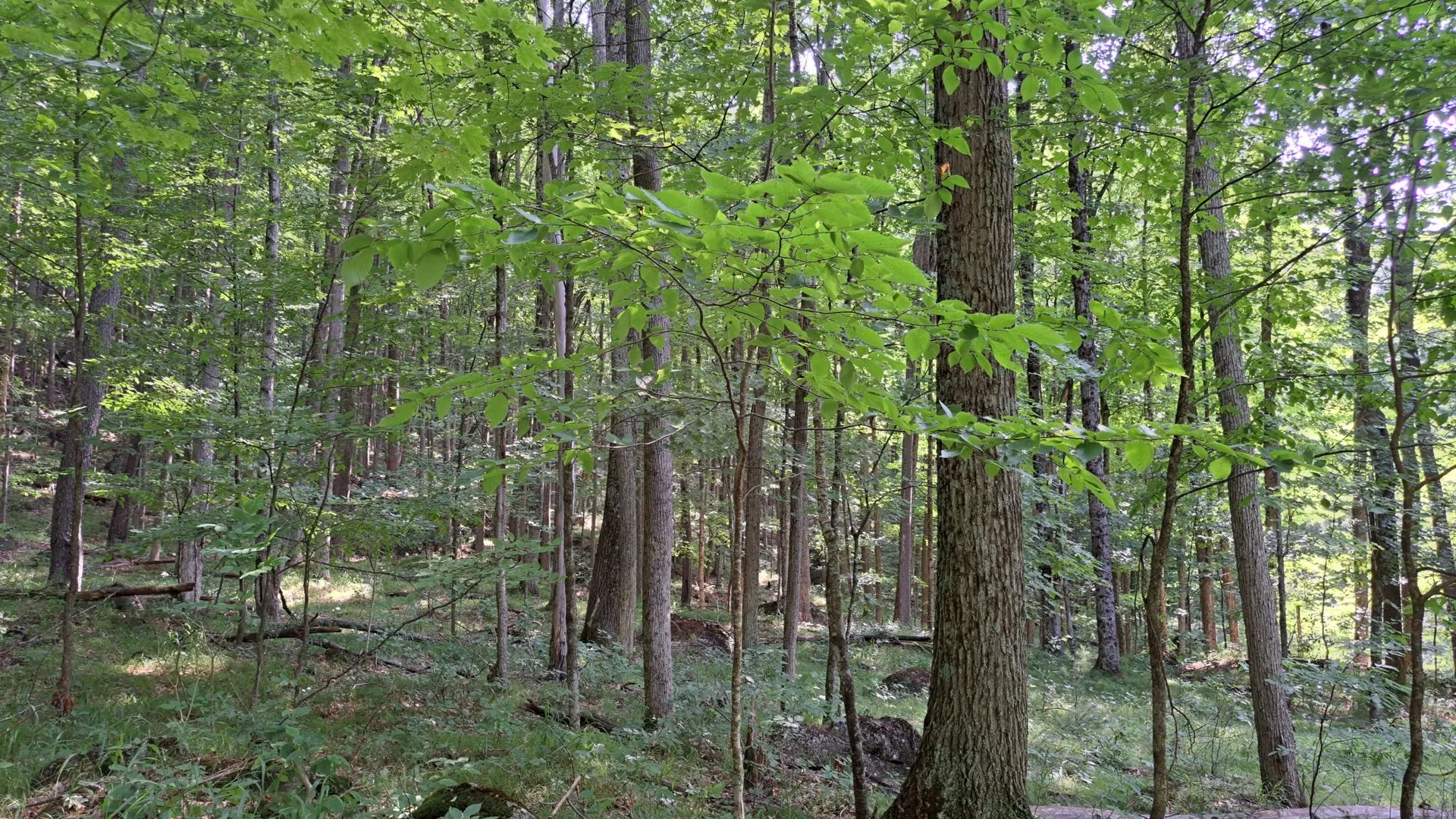 Property at State Route 28, Warrensburg, NY 12885 27