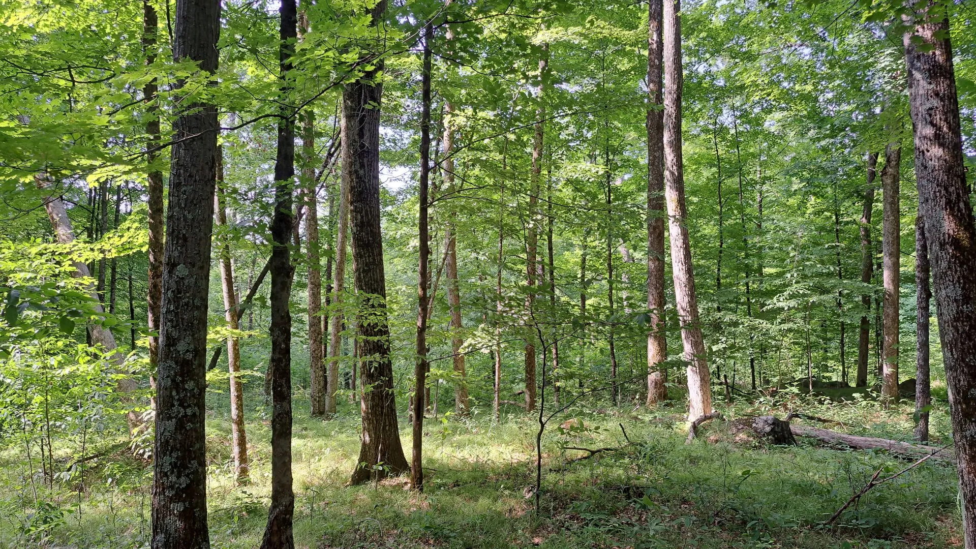 Property at State Route 28, Warrensburg, NY 12885 28