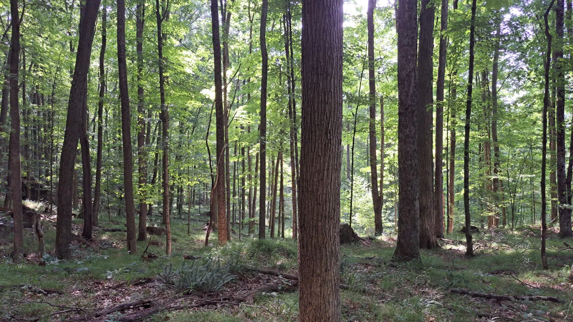 Property at State Route 28, Warrensburg, NY 12885 29