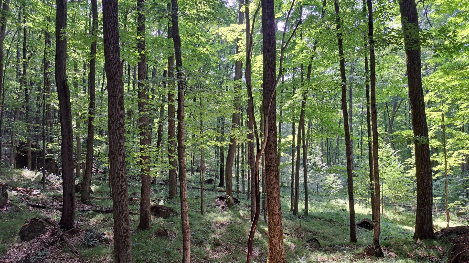 Property at State Route 28, Warrensburg, NY 12885 33