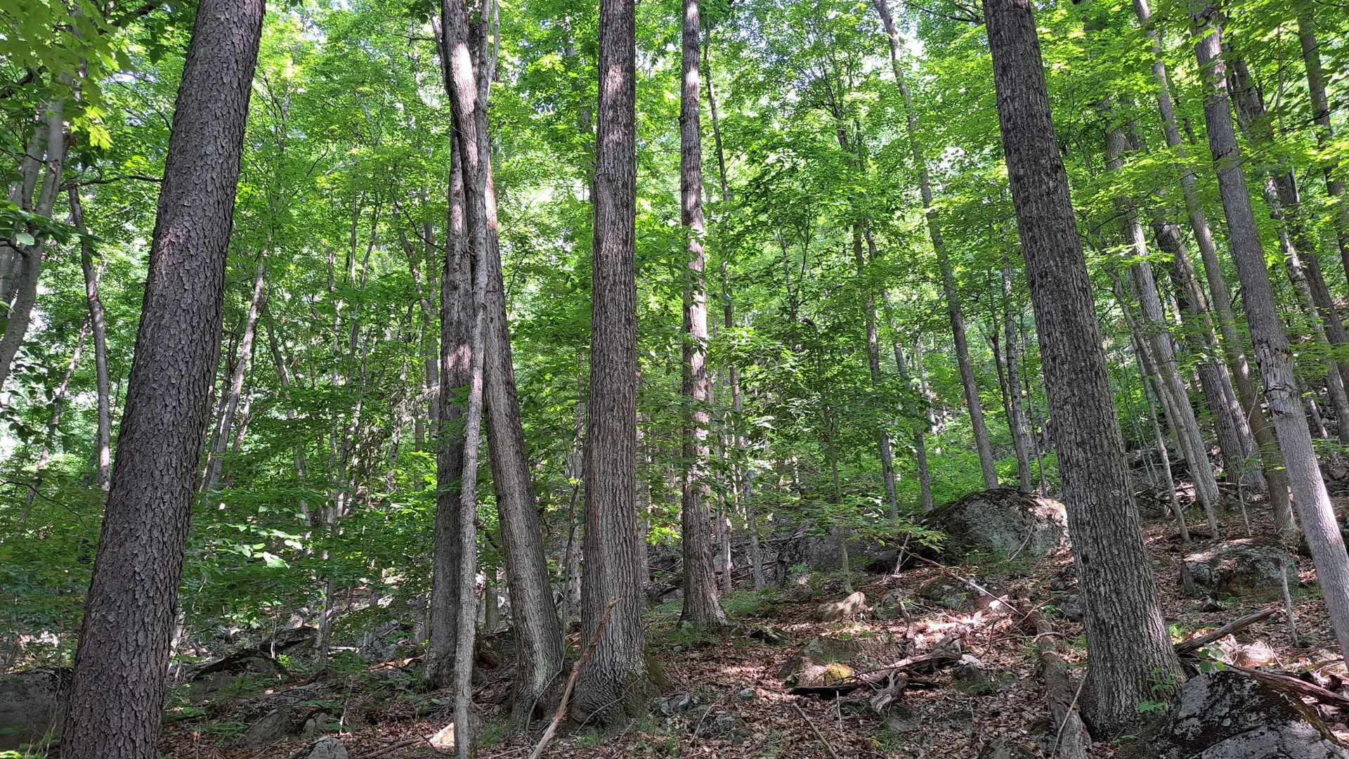 Property at State Route 28, Warrensburg, NY 12885 34
