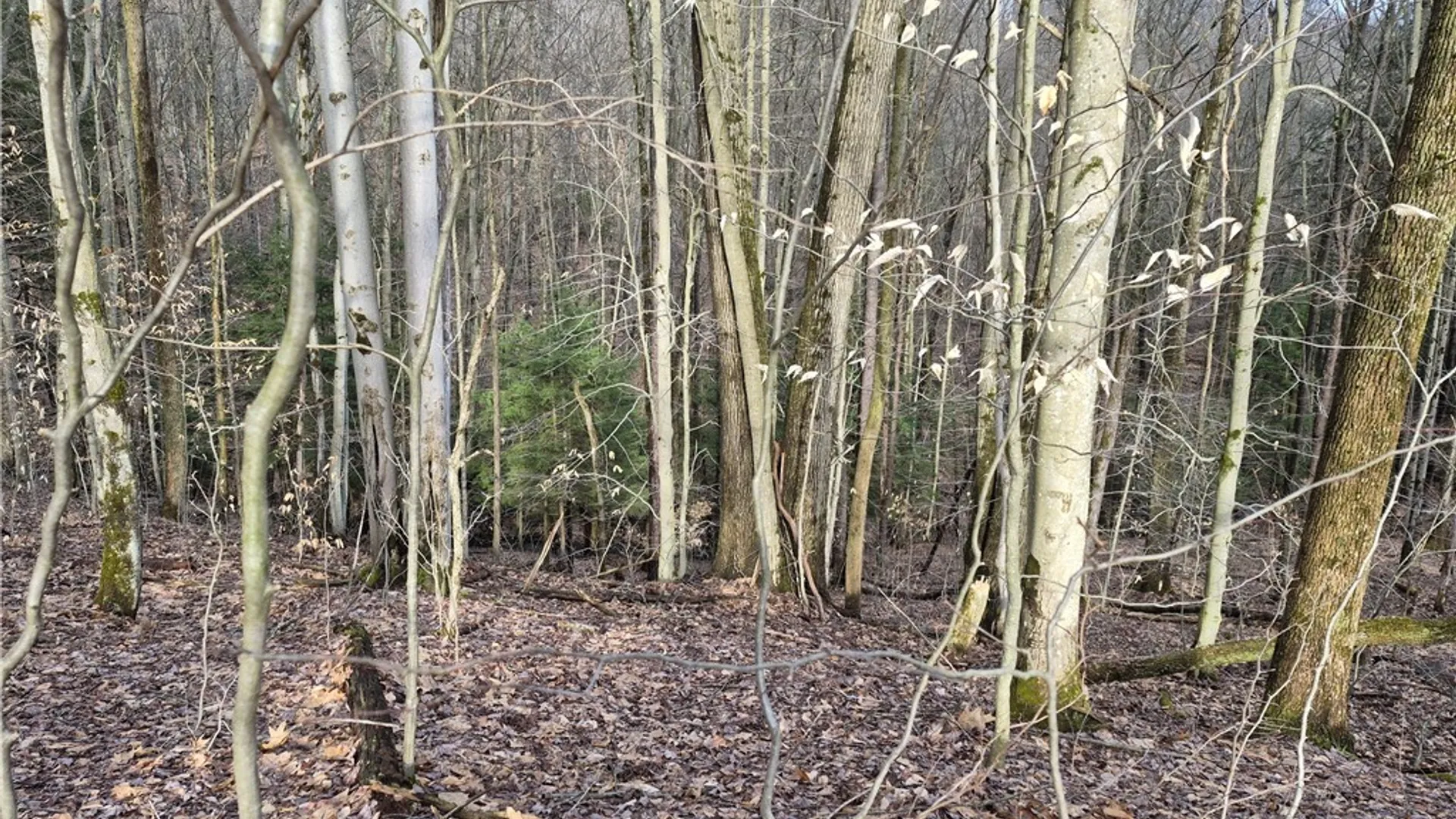 Property at 0 Haines Hollow Road, Great Valley, NY 14741 8