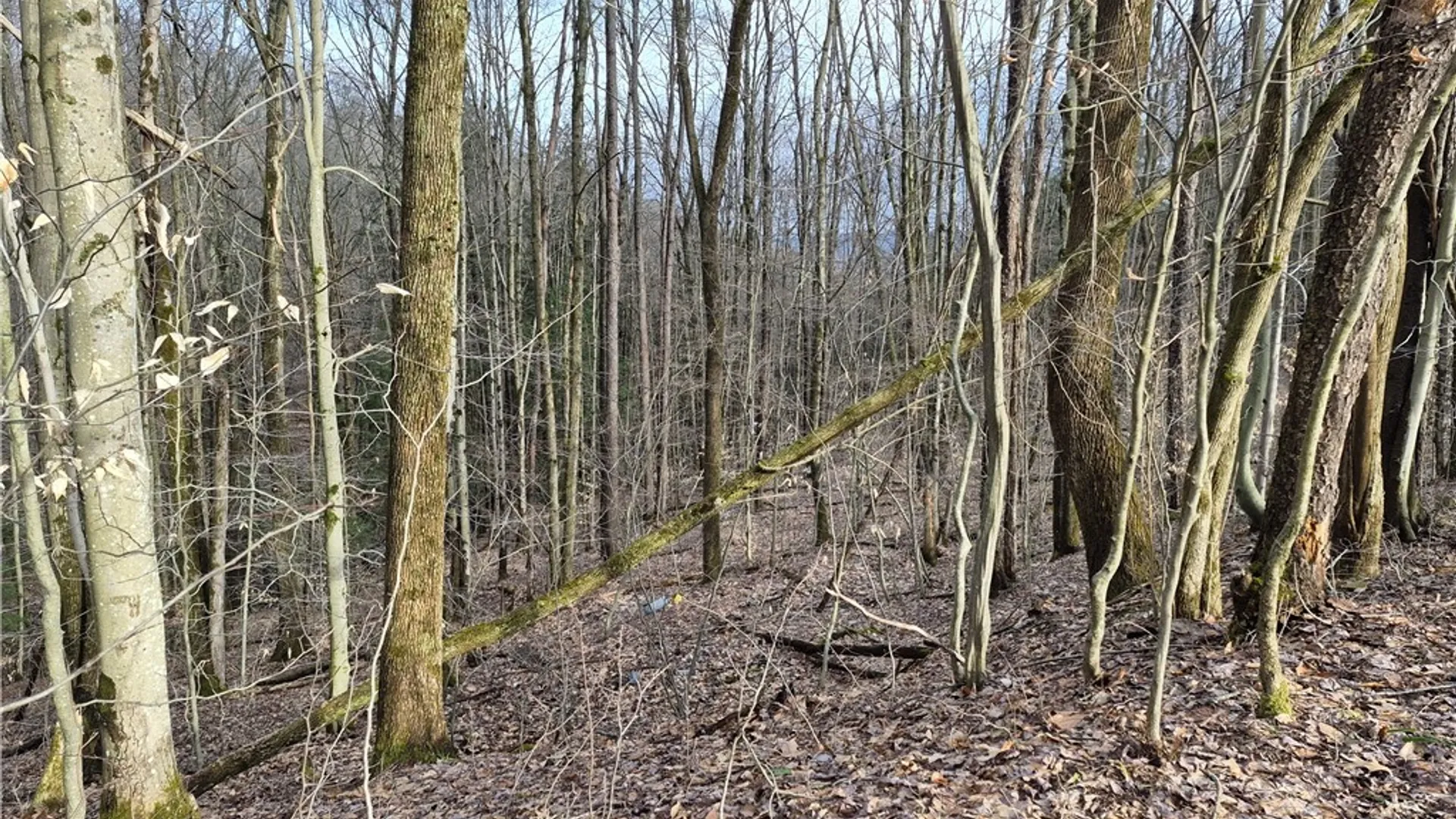 Property at 0 Haines Hollow Road, Great Valley, NY 14741 9