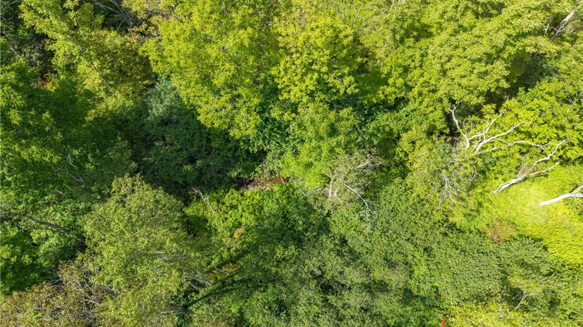 Property at 212 Morrell Road, Worcester, NY 12197 21