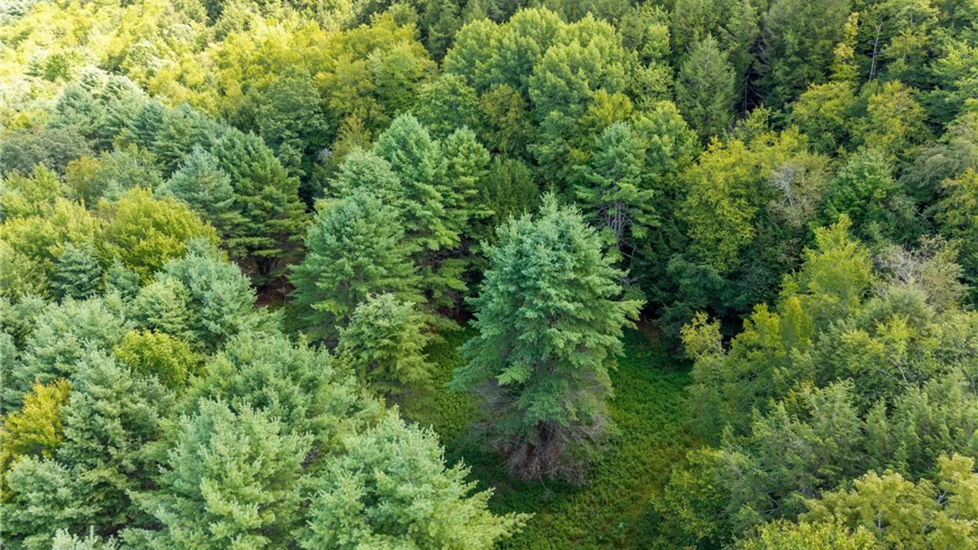 Property at 212 Morrell Road, Worcester, NY 12197 23