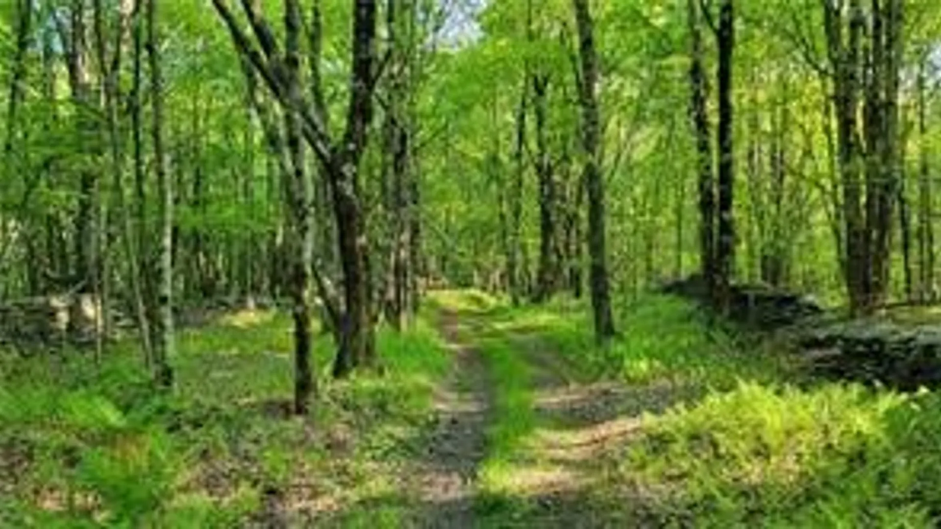 Property at Jim Lane Road, Bovina, NY 13740 10