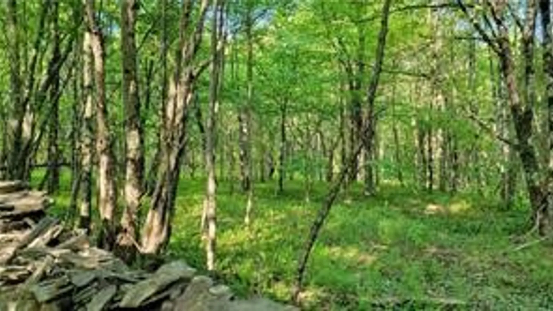 Property at Jim Lane Road, Bovina, NY 13740 13