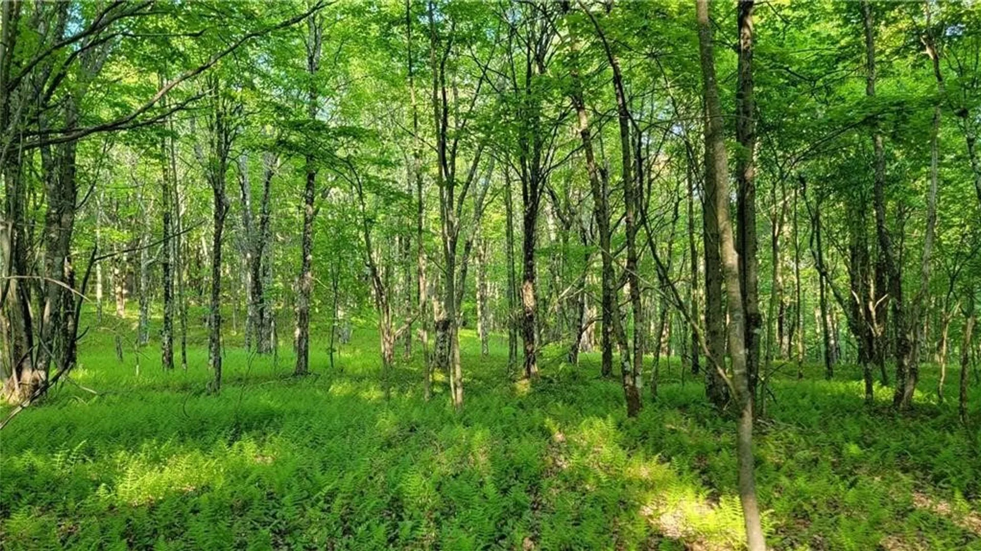 Property at Jim Lane Road, Bovina, NY 13740 21