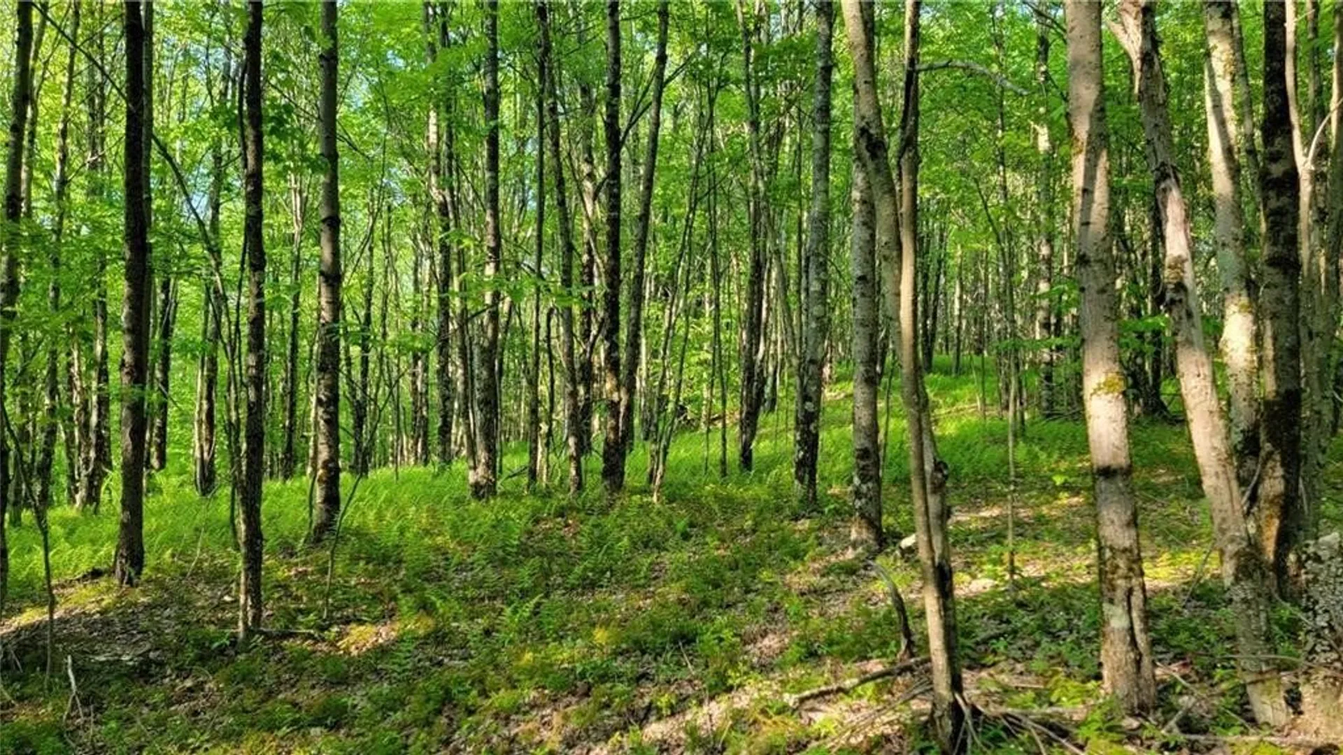 Property at Jim Lane Road, Bovina, NY 13740 23