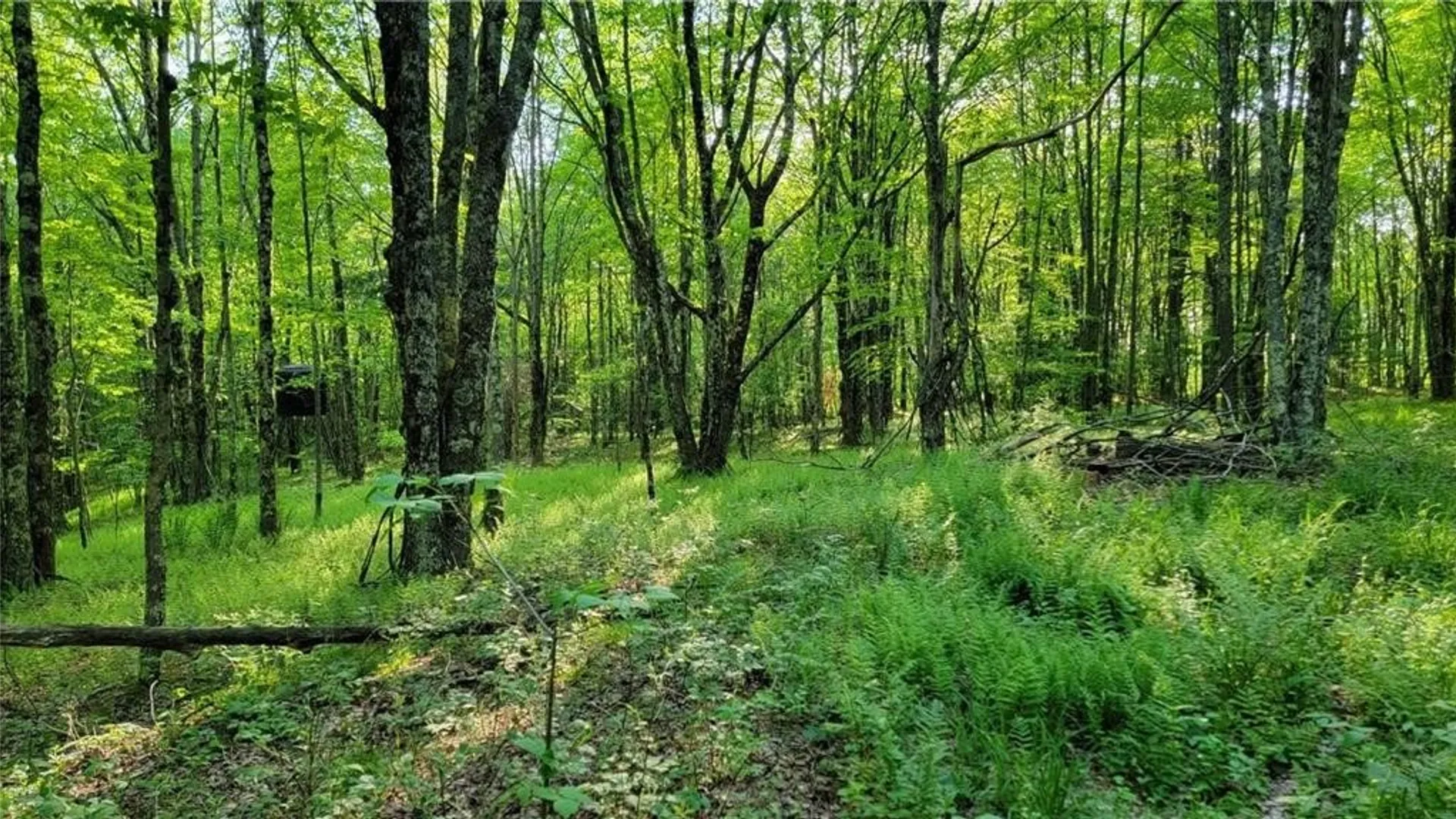 Property at Jim Lane Road, Bovina, NY 13740 25