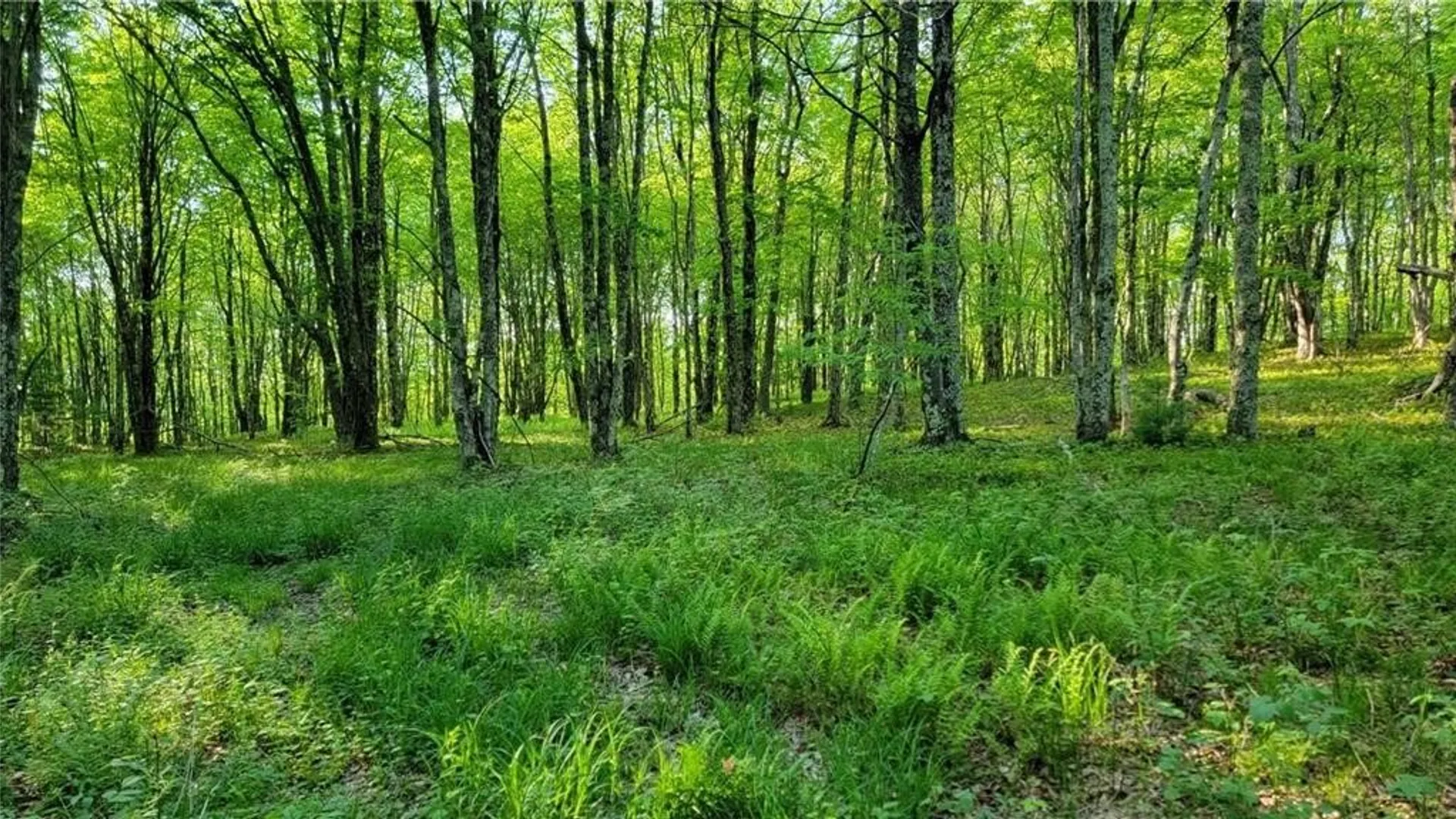 Property at Jim Lane Road, Bovina, NY 13740 26