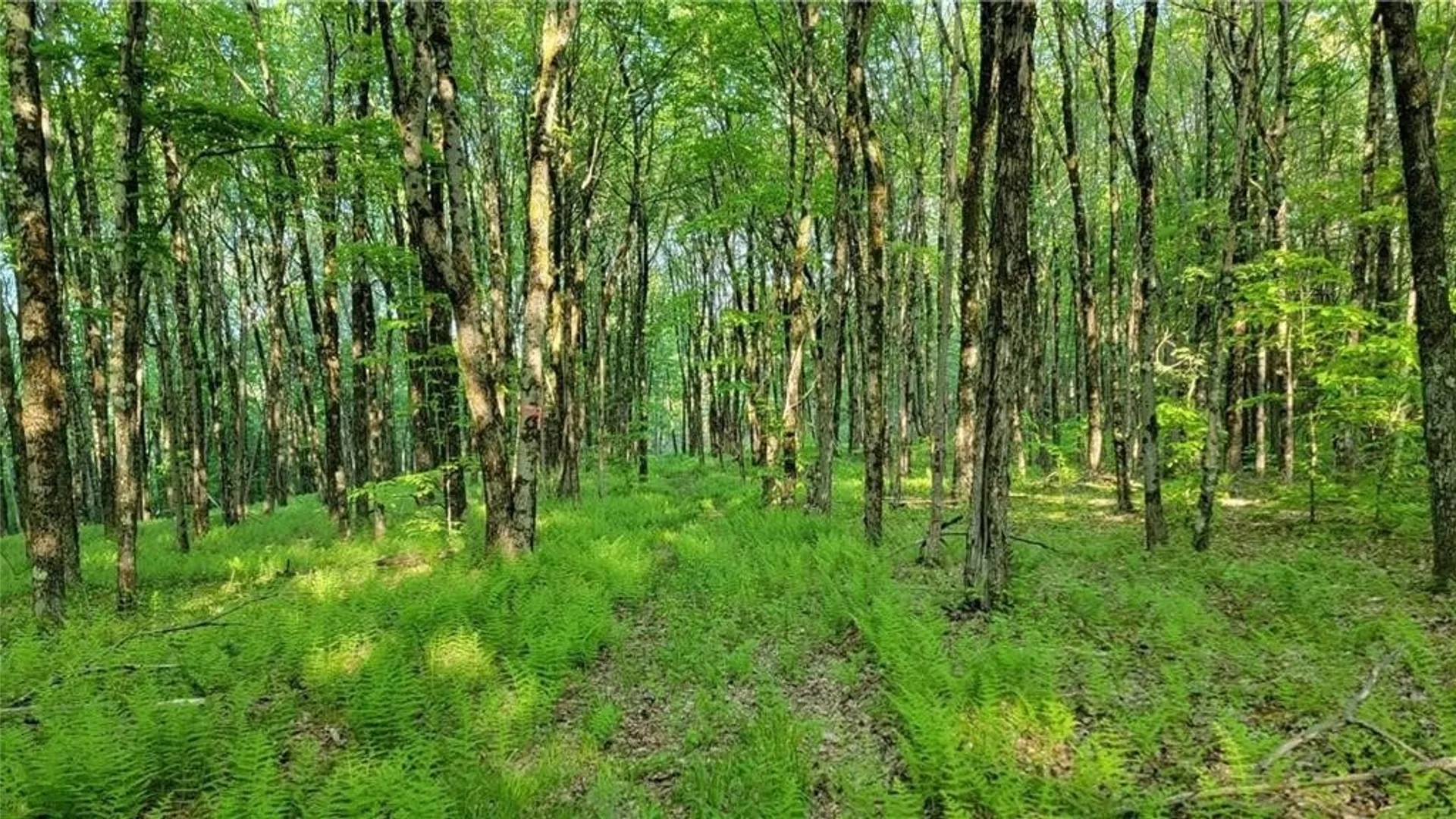 Property at Jim Lane Road, Bovina, NY 13740 30