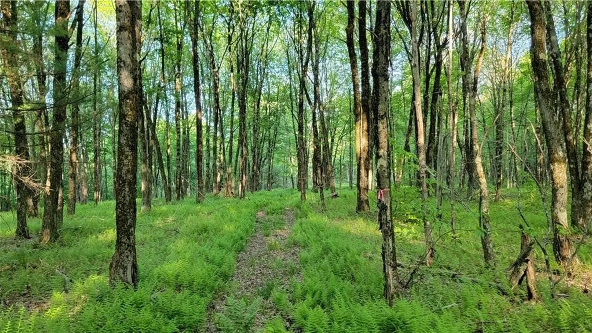 Property at Jim Lane Road, Bovina, NY 13740 31