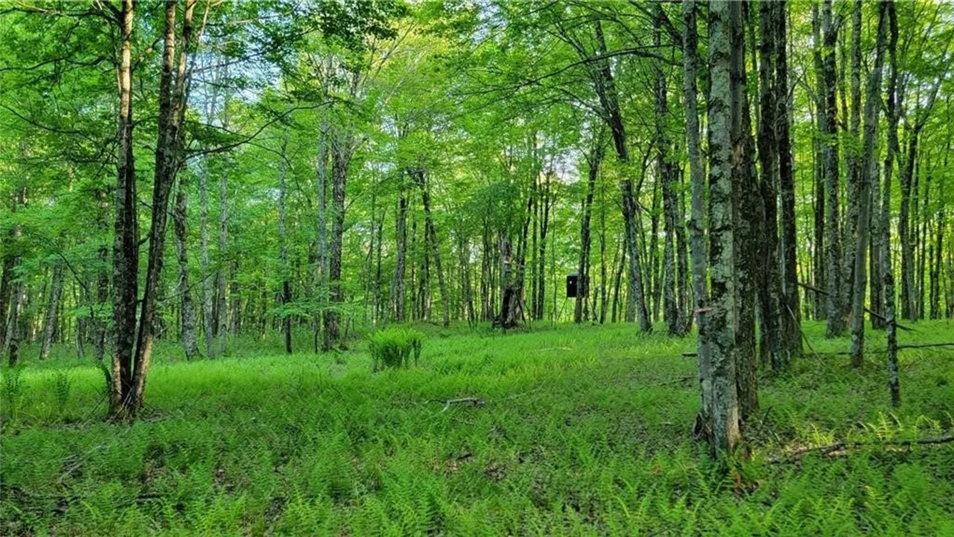 Property at Jim Lane Road, Bovina, NY 13740 32