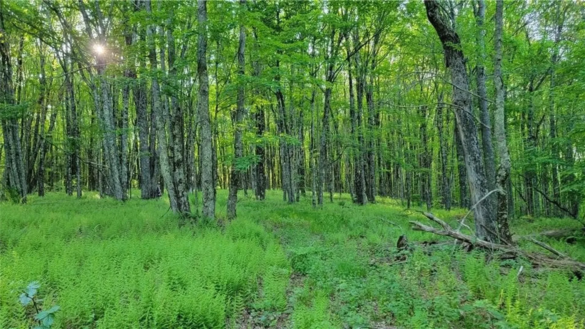 Property at Jim Lane Road, Bovina, NY 13740 33