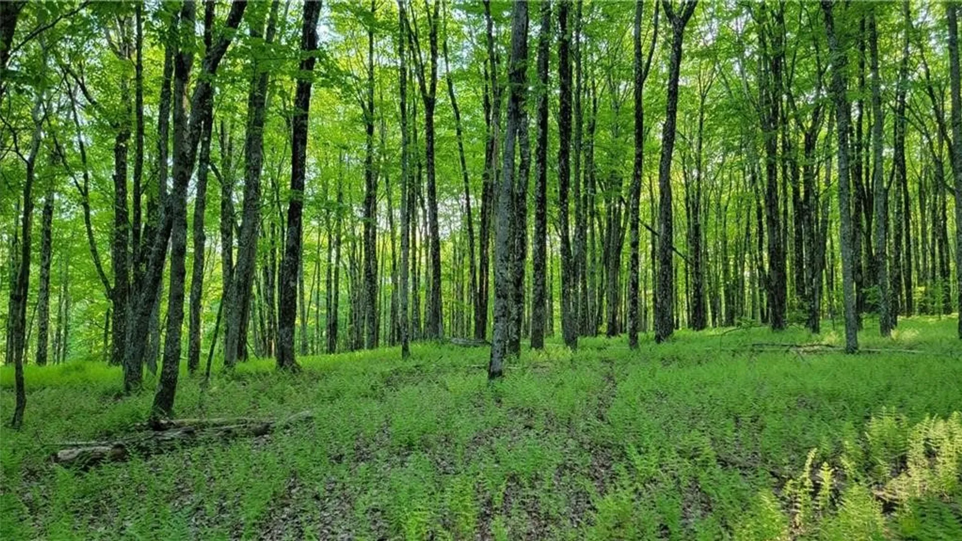 Property at Jim Lane Road, Bovina, NY 13740 34