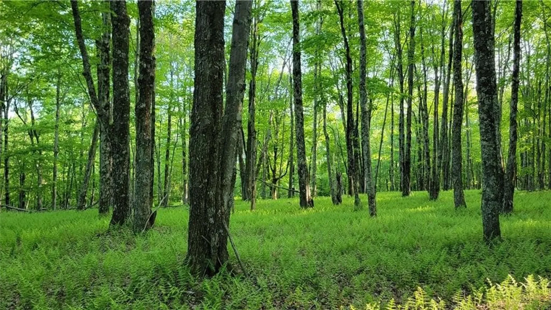 Property at Jim Lane Road, Bovina, NY 13740 36