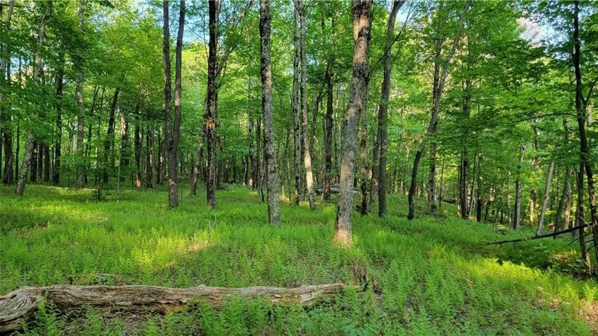 Property at Jim Lane Road, Bovina, NY 13740 38