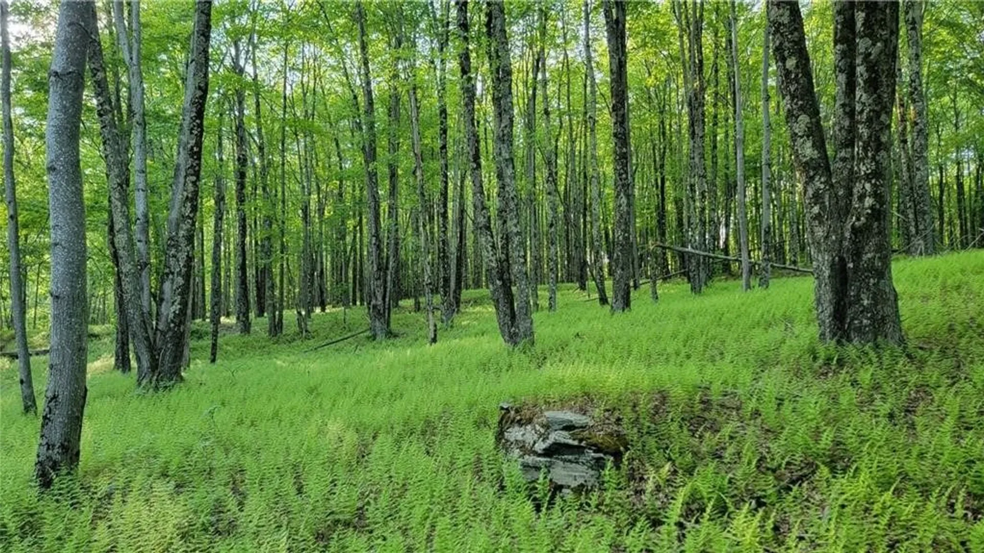 Property at Jim Lane Road, Bovina, NY 13740 40