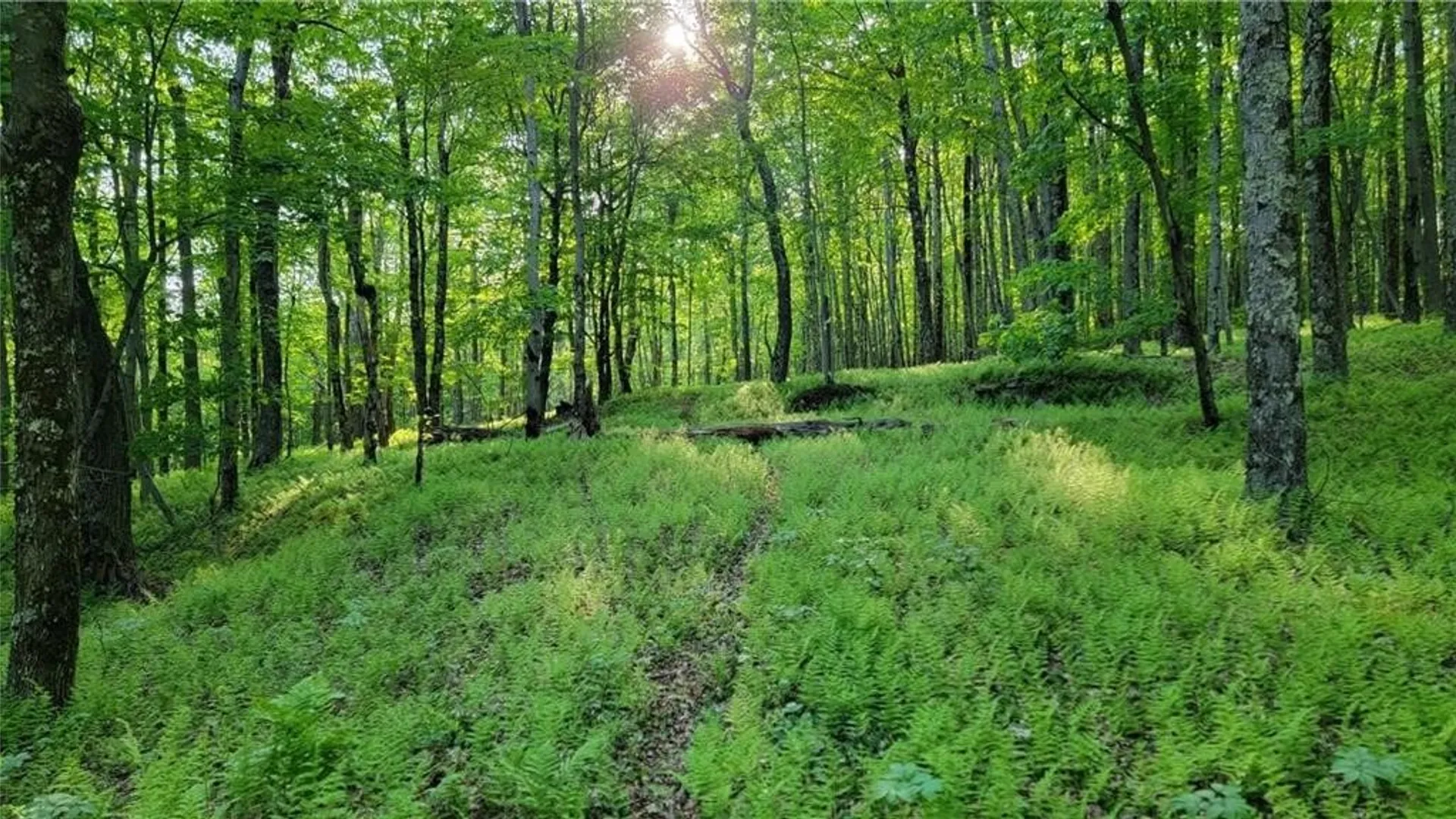 Property at Jim Lane Road, Bovina, NY 13740 41