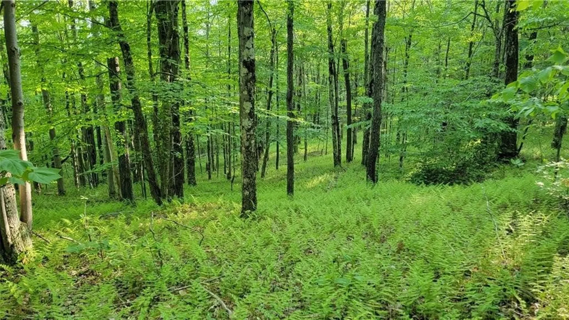 Property at Jim Lane Road, Bovina, NY 13740 47