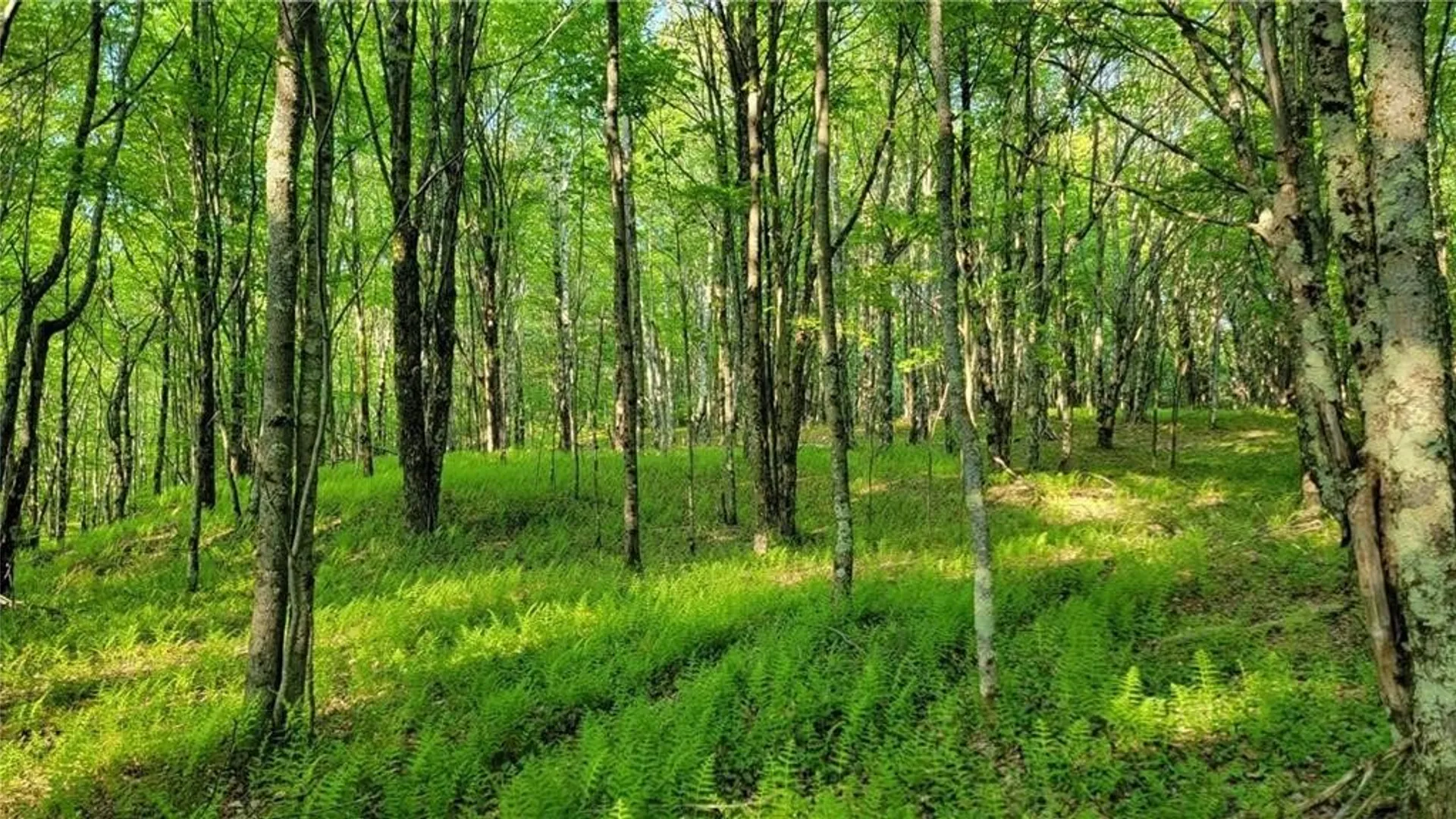 Property at Jim Lane Road, Bovina, NY 13740 49