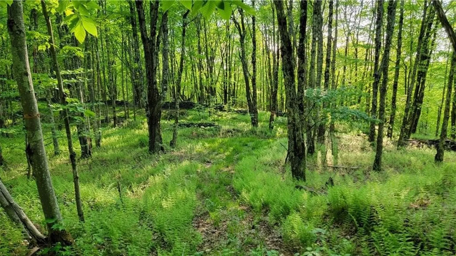 Property at Jim Lane Road, Bovina, NY 13740 50