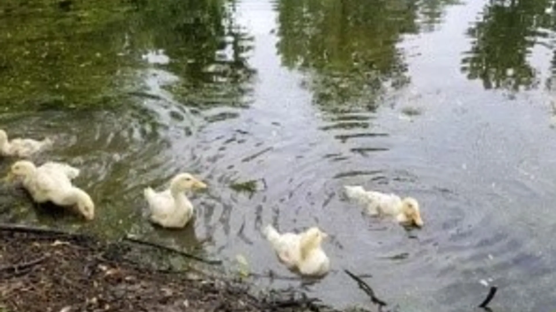 Property at 4966 State Route 414, Hector, NY 14818 11