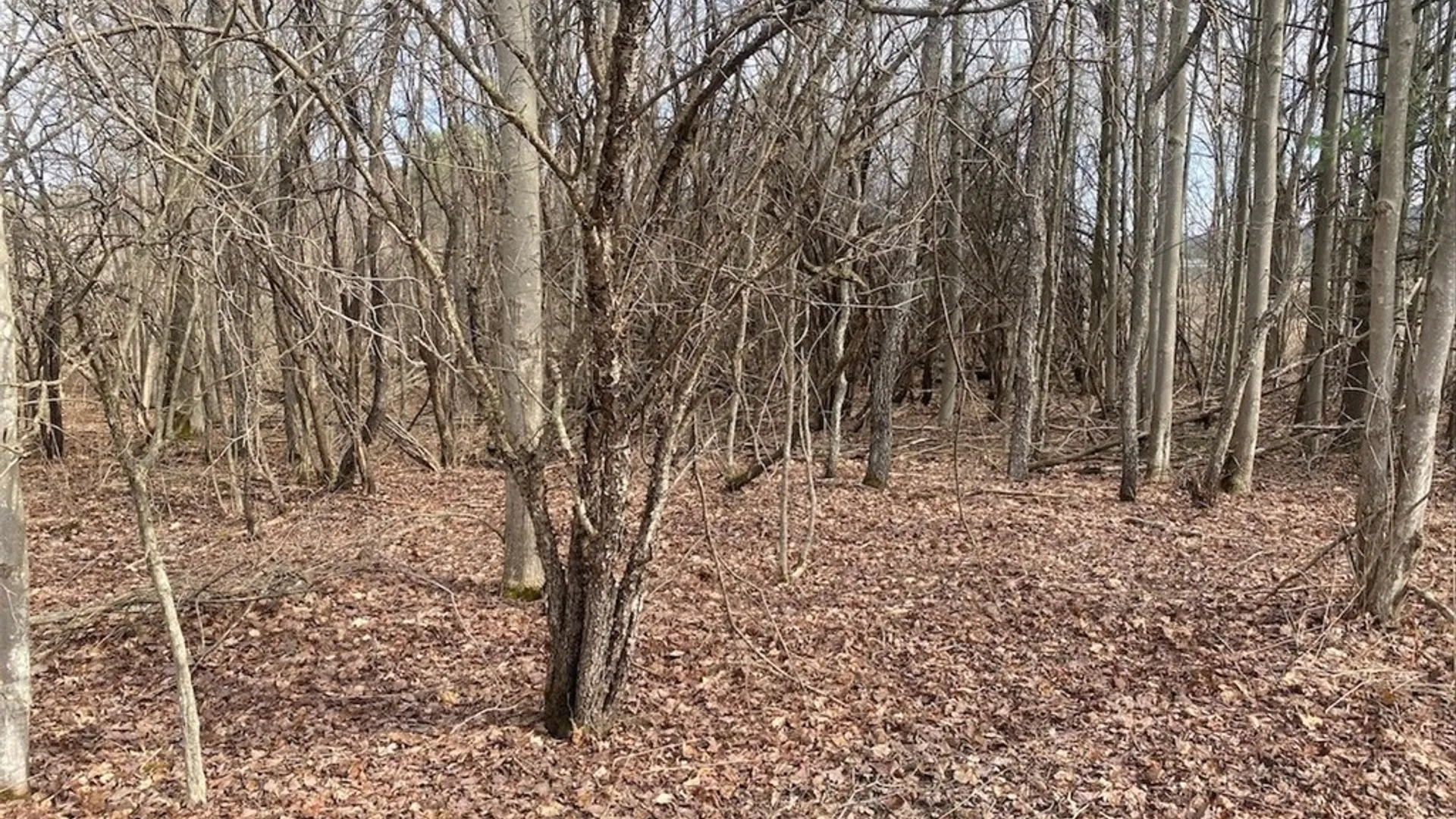 Property at 4005 Cr-2, Angelica, NY 14709 11