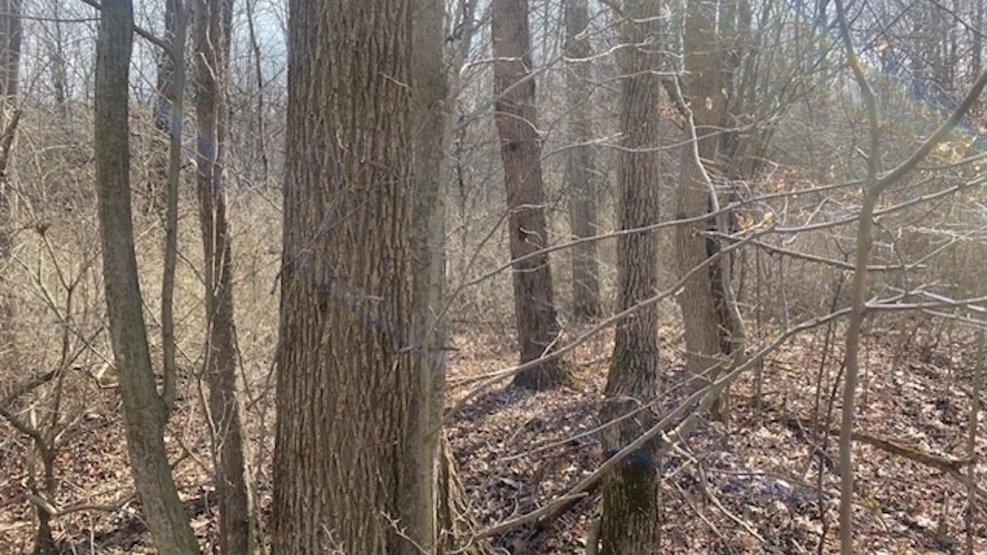 Property at 4005 Cr-2, Angelica, NY 14709 15