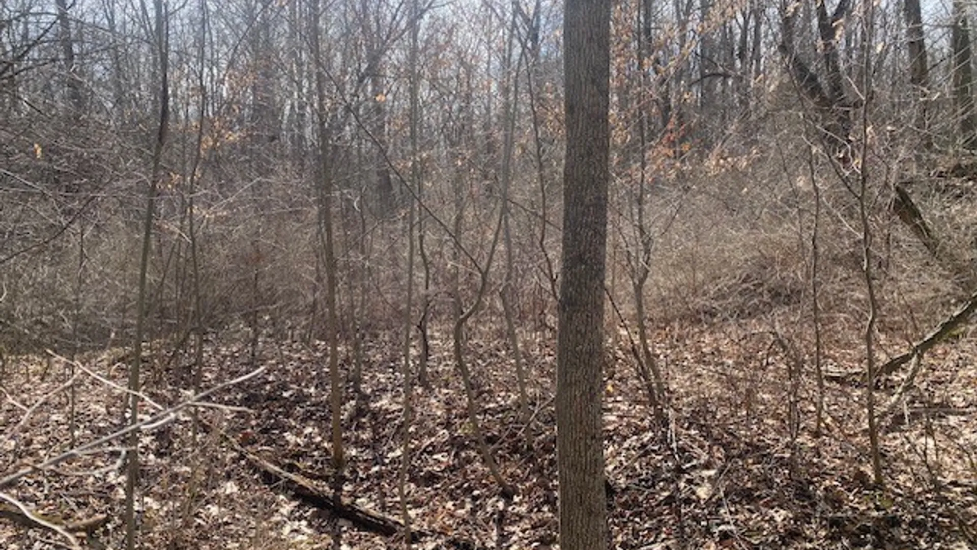 Property at 4005 Cr-2, Angelica, NY 14709 16