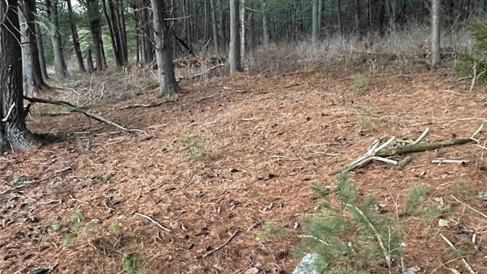 Property at 219 Martin Hill Road, Colesville, NY 13787 13