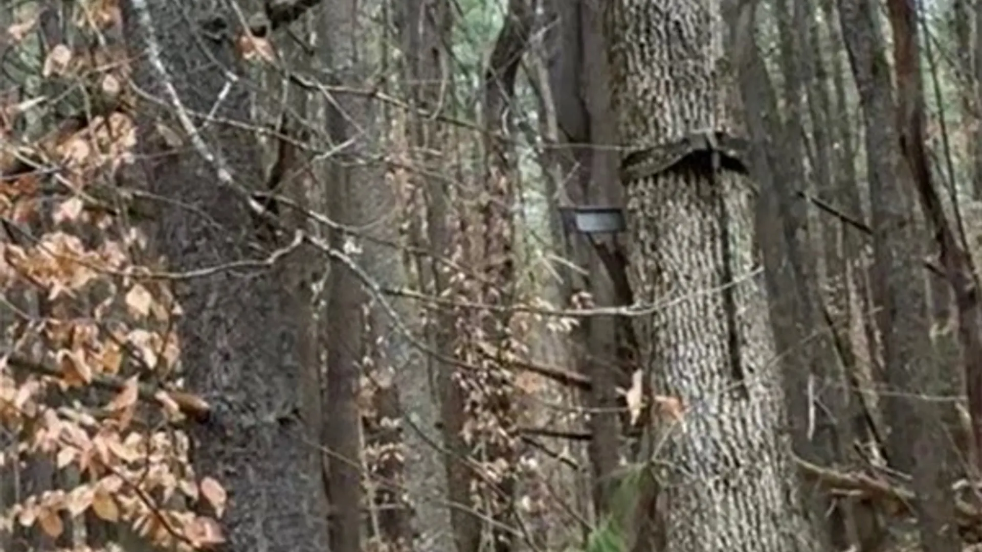 Property at 219 Martin Hill Road, Colesville, NY 13787 14