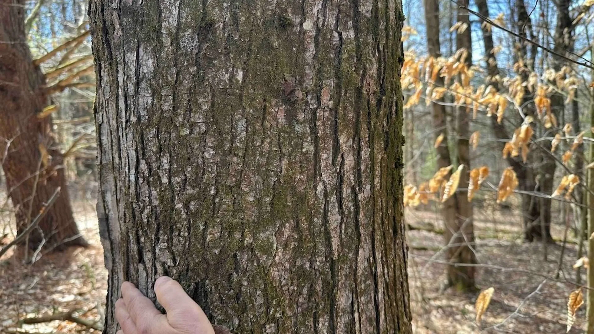 Property at 219 Martin Hill Road, Colesville, NY 13787 21